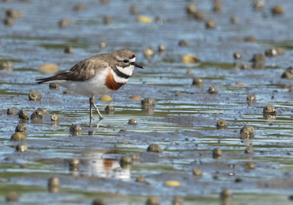 Double-banded Plover - ML206006311