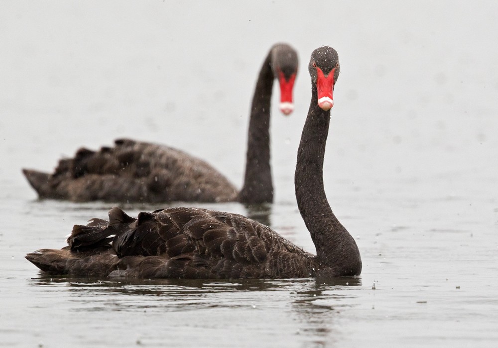 Black Swan - Lars Petersson | My World of Bird Photography