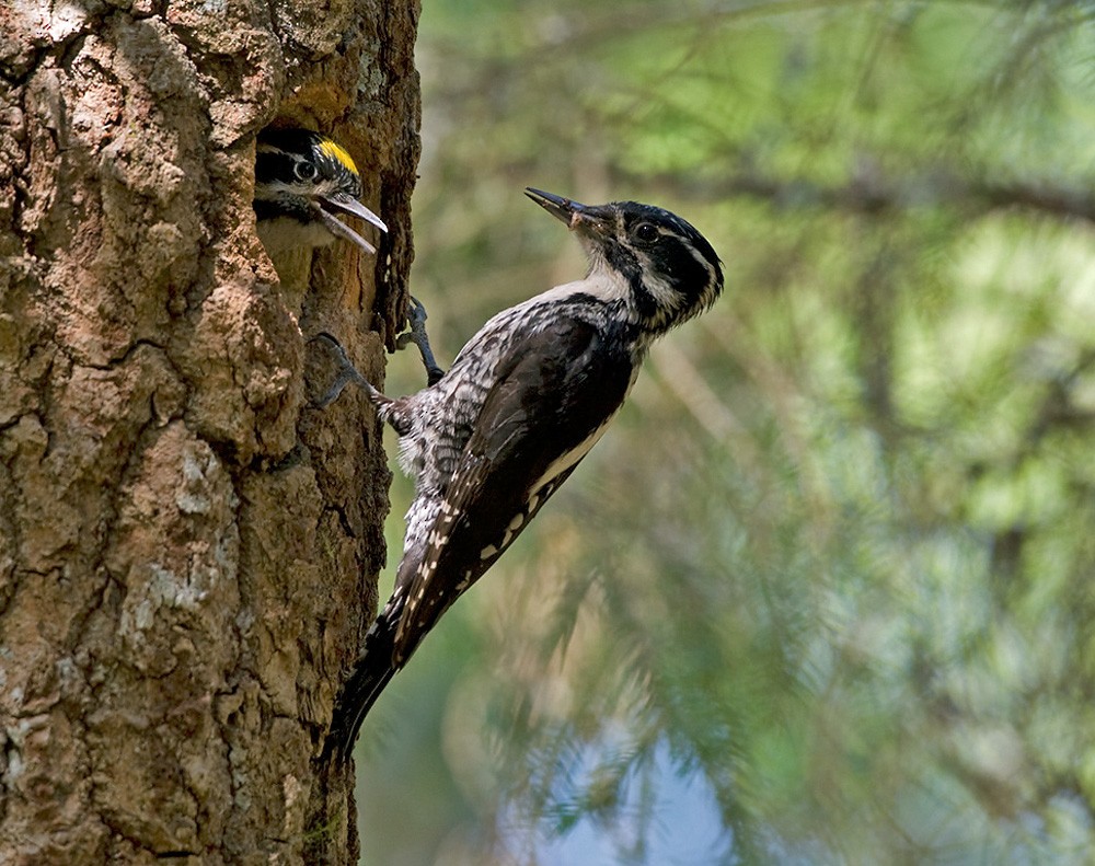 Eurasian Three-toed Woodpecker (Eurasian) - Lars Petersson | My World of Bird Photography