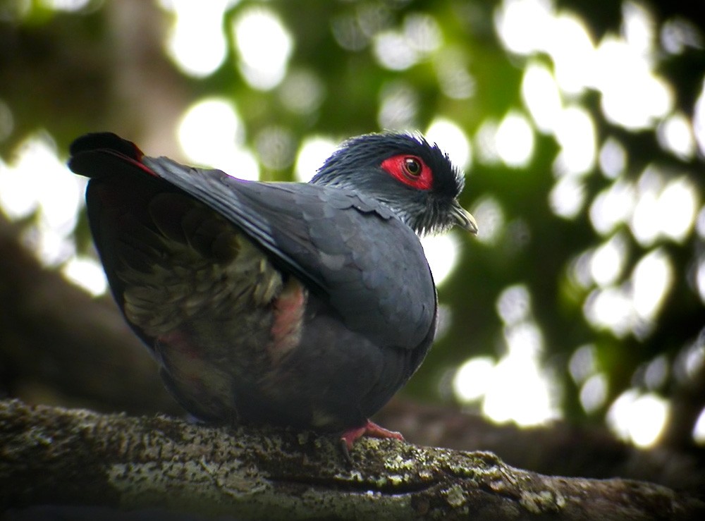 Madagascar Blue-Pigeon - Lars Petersson | My World of Bird Photography