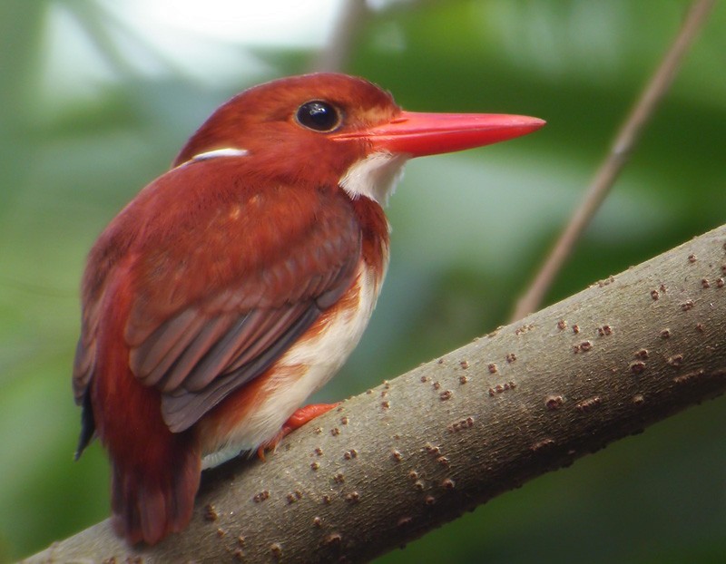 Madagascar Pygmy Kingfisher - ML206006571