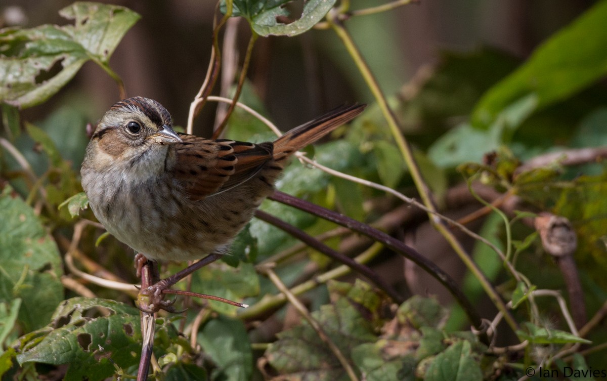 Swamp Sparrow - Ian Davies