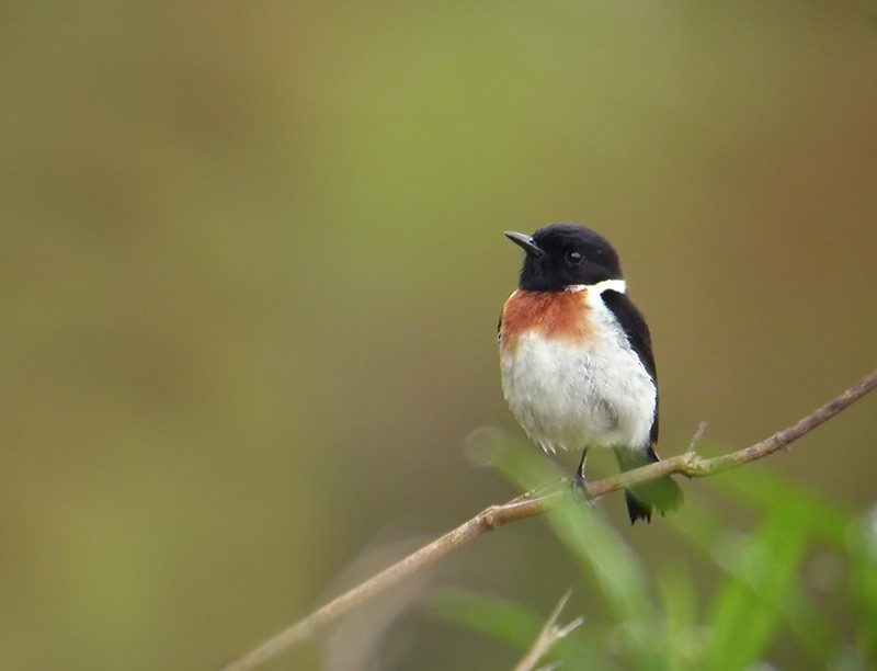African Stonechat (Madagascar) - Lars Petersson | My World of Bird Photography