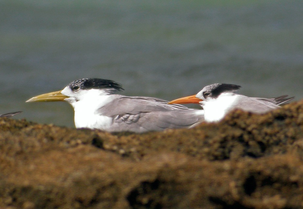 Lesser Crested Tern - ML206006681