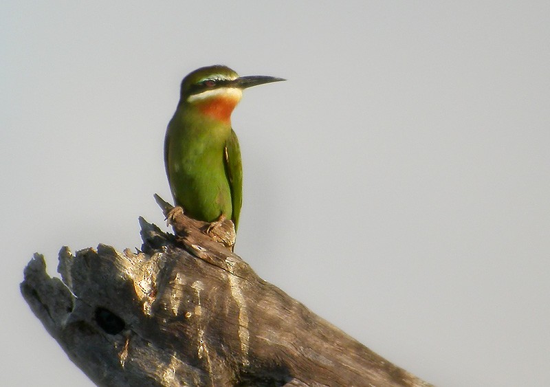 Madagascar Bee-eater - Lars Petersson | My World of Bird Photography