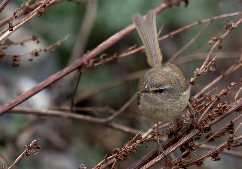 Yellowish-bellied Bush Warbler - Lars Petersson | My World of Bird Photography