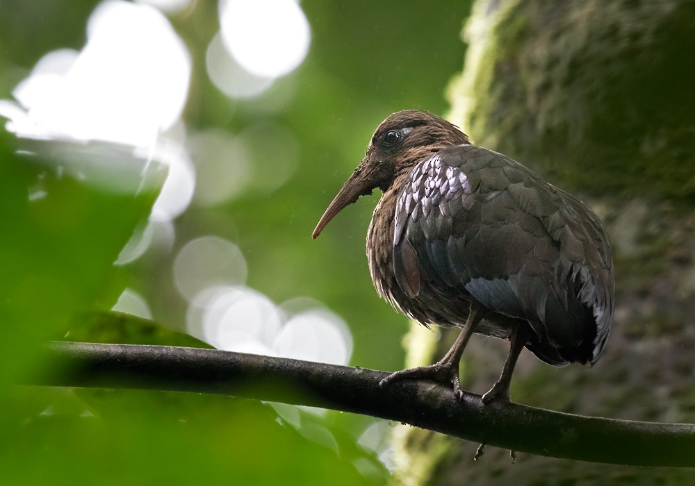 Sao Tome Ibis - Lars Petersson | My World of Bird Photography