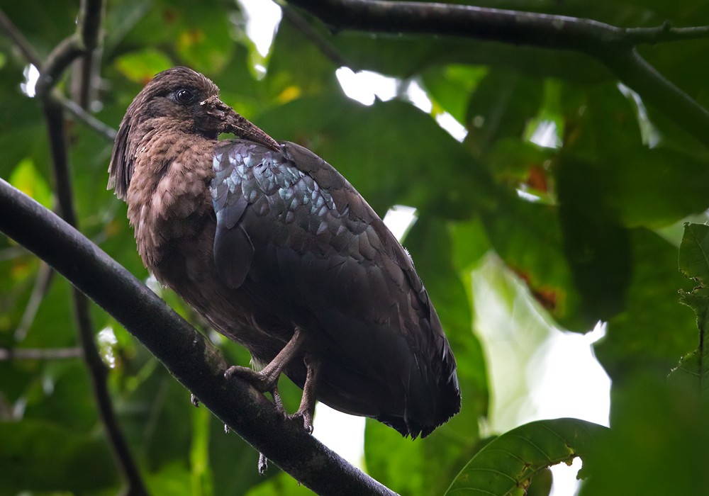 Sao Tome Ibis - Lars Petersson | My World of Bird Photography