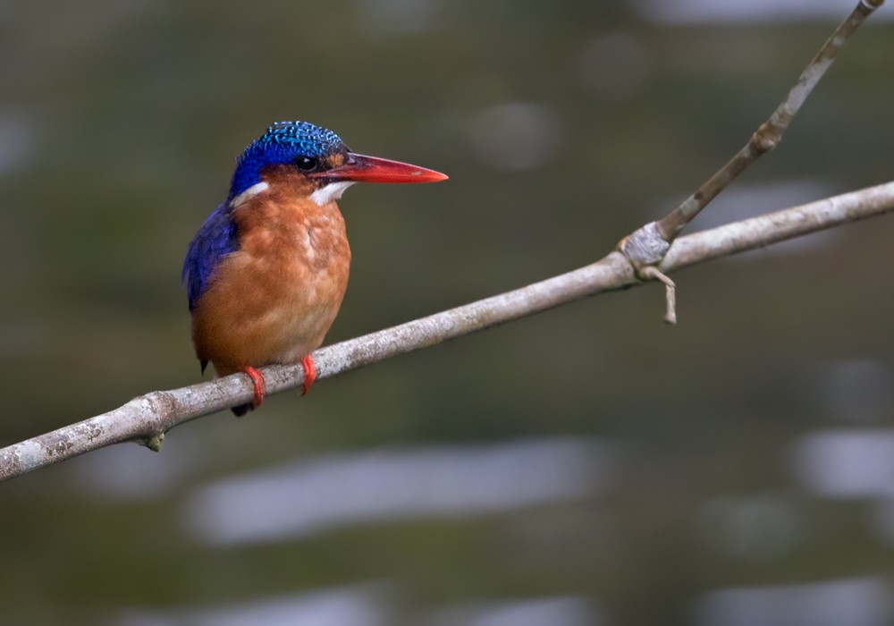 Malachite Kingfisher (Sao Tome) - Lars Petersson | My World of Bird Photography