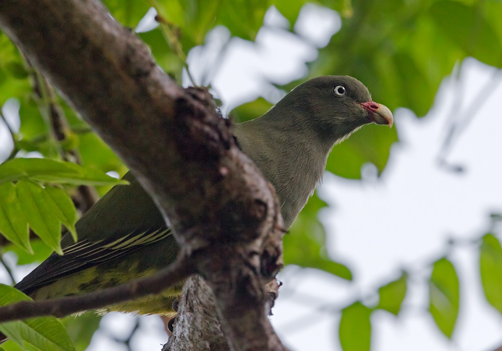 Sao Tome Green-Pigeon - ML206007131