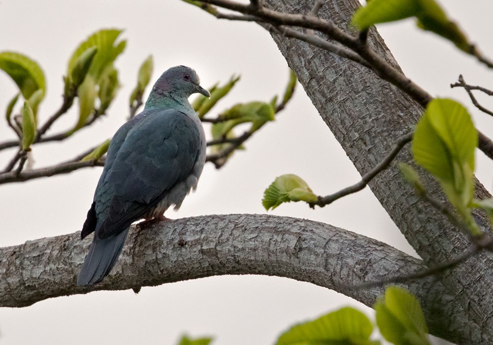 Sao Tome Pigeon - Lars Petersson | My World of Bird Photography