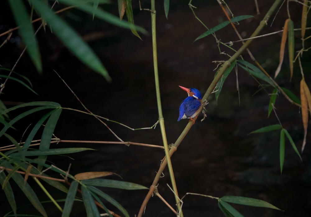 Malachite Kingfisher (Principe) - Lars Petersson | My World of Bird Photography