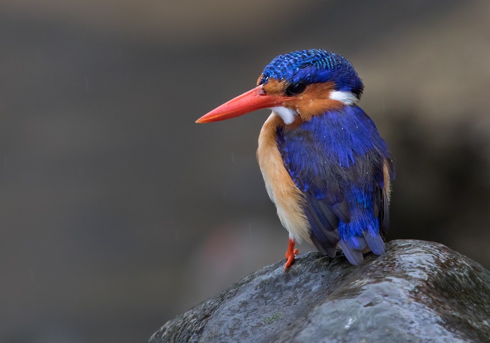 Malachite Kingfisher (Principe) - Lars Petersson | My World of Bird Photography