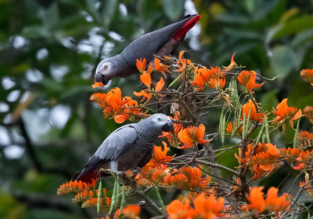 Gray Parrot (Principe) - Lars Petersson | My World of Bird Photography