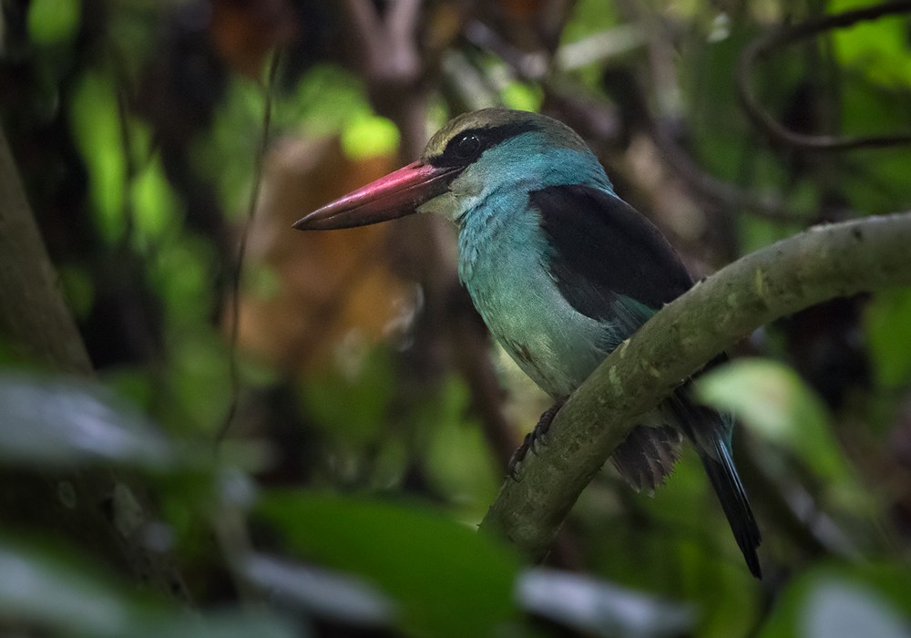 Blue-breasted Kingfisher - ML206007341
