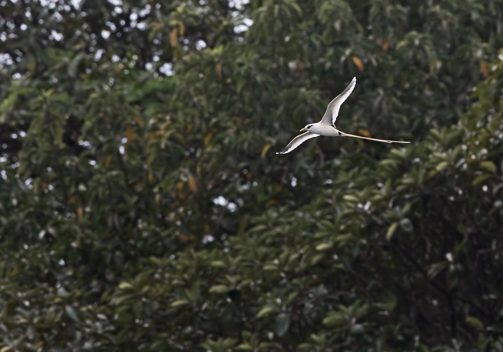 White-tailed Tropicbird (Ascension) - ML206007451
