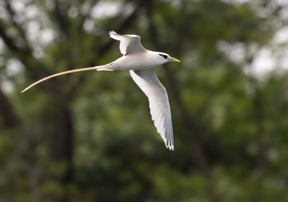 White-tailed Tropicbird (Ascension) - ML206007471