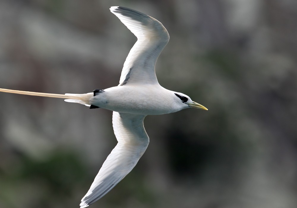 White-tailed Tropicbird (Ascension) - Lars Petersson | My World of Bird Photography