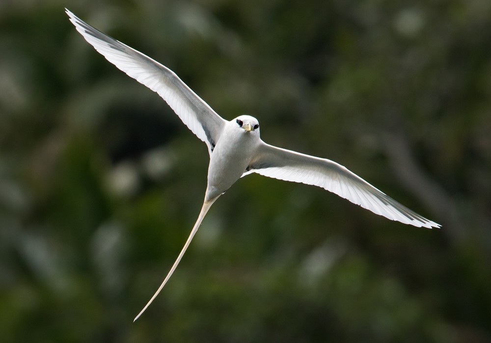 White-tailed Tropicbird (Ascension) - ML206007491
