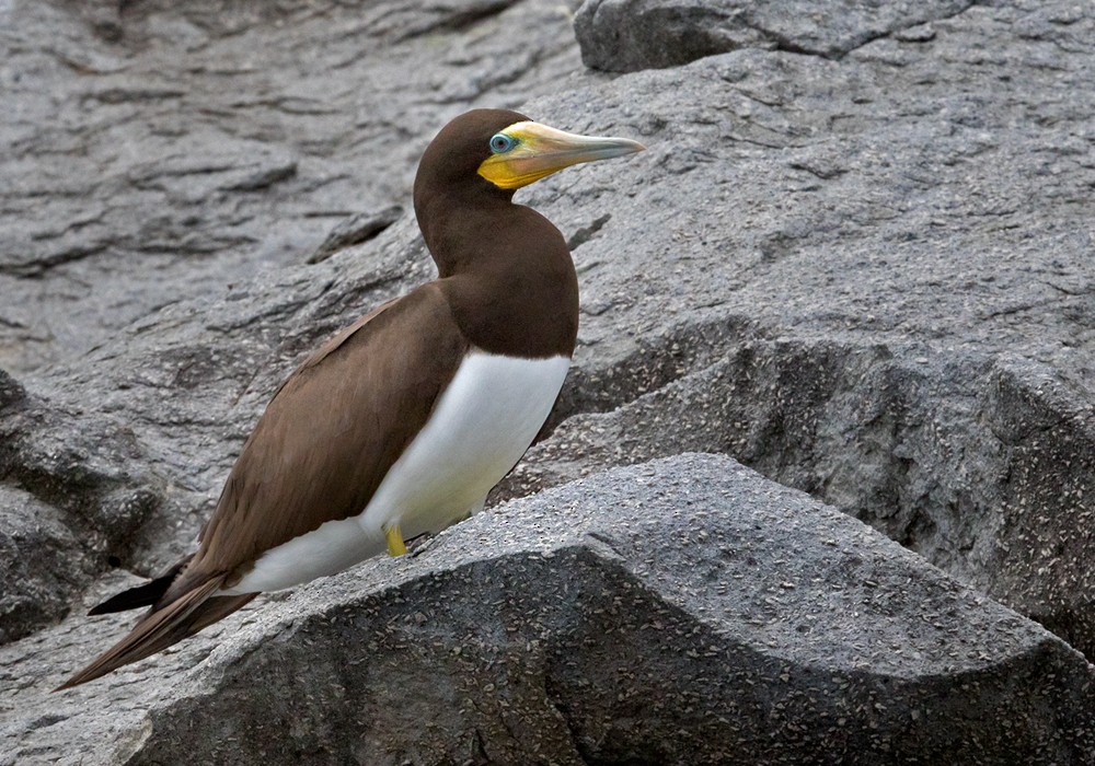 Brown Booby (Atlantic) - Lars Petersson | My World of Bird Photography
