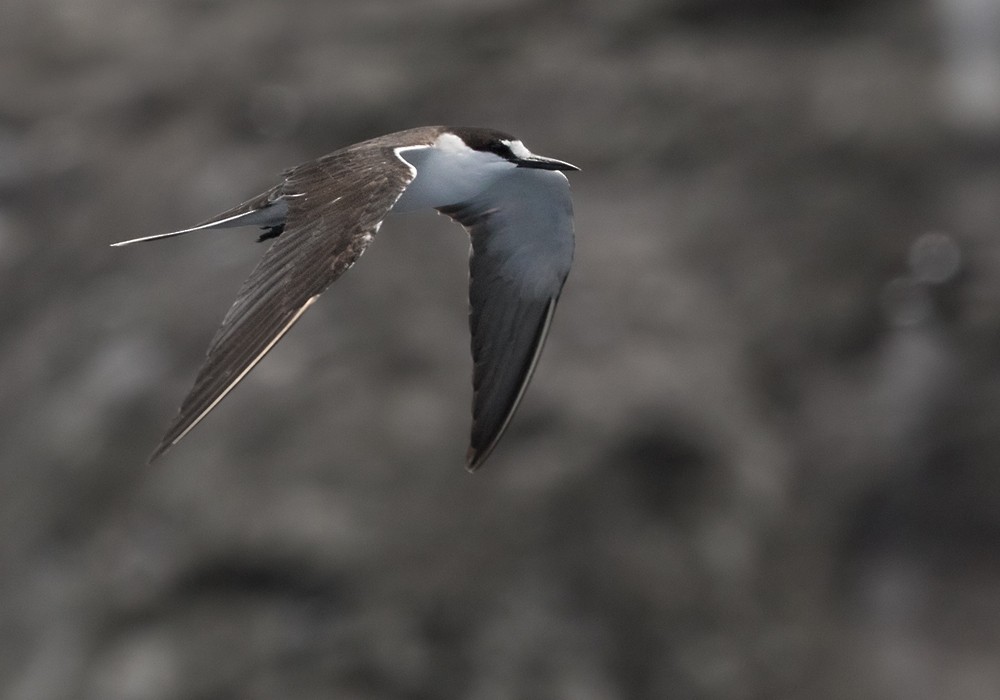 Sooty Tern - Lars Petersson | My World of Bird Photography