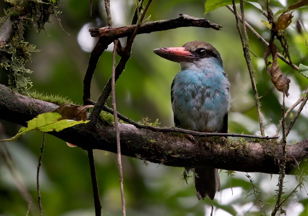 Blue-breasted Kingfisher - ML206007621