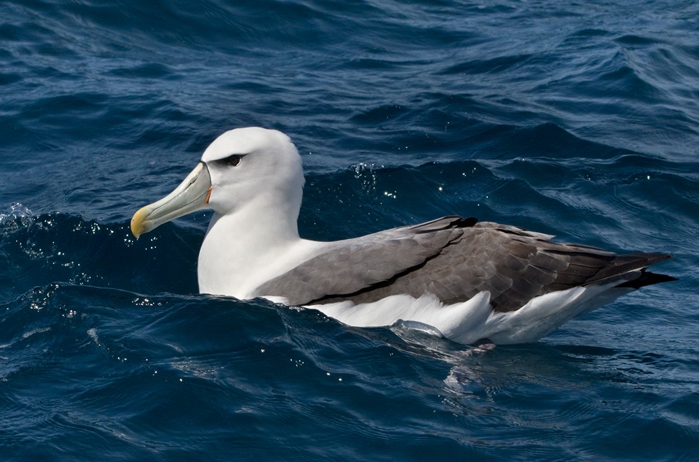 White-capped Albatross (steadi) - ML206007651