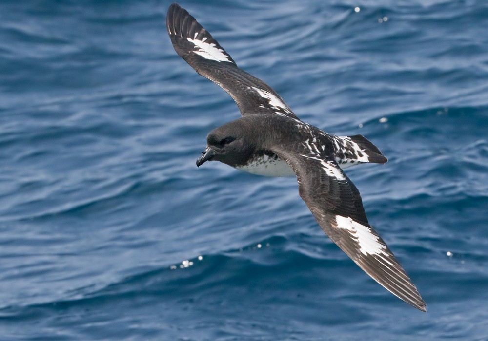 Cape Petrel (Snares) - Lars Petersson | My World of Bird Photography