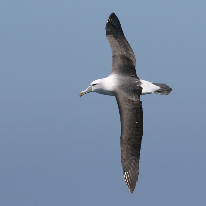 White-capped Albatross (steadi) - Lars Petersson | My World of Bird Photography