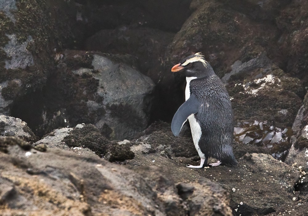 Pingüino de Fiordland - ML206007731