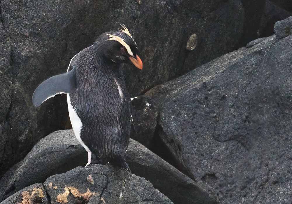 Толстоклювый пингвин - ML206007741