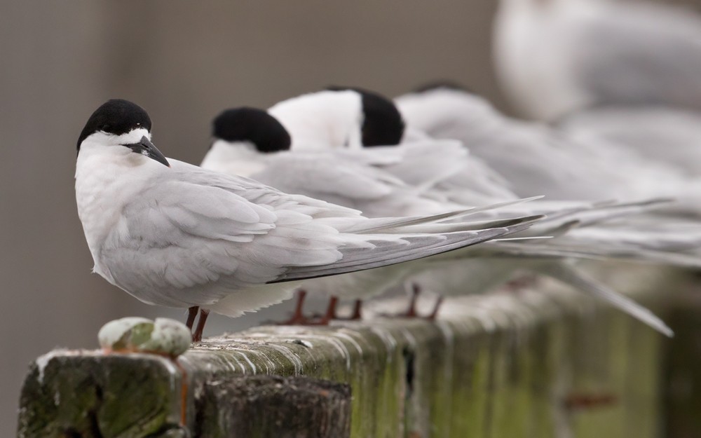 White-fronted Tern - Lars Petersson | My World of Bird Photography