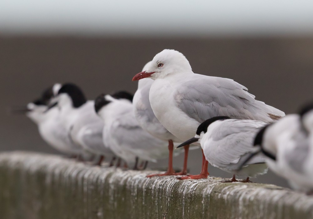 Silver Gull (Red-billed) - Lars Petersson | My World of Bird Photography