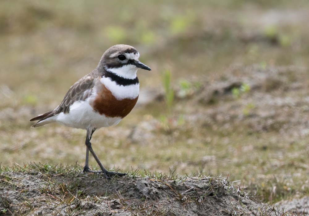 Double-banded Plover - ML206007871