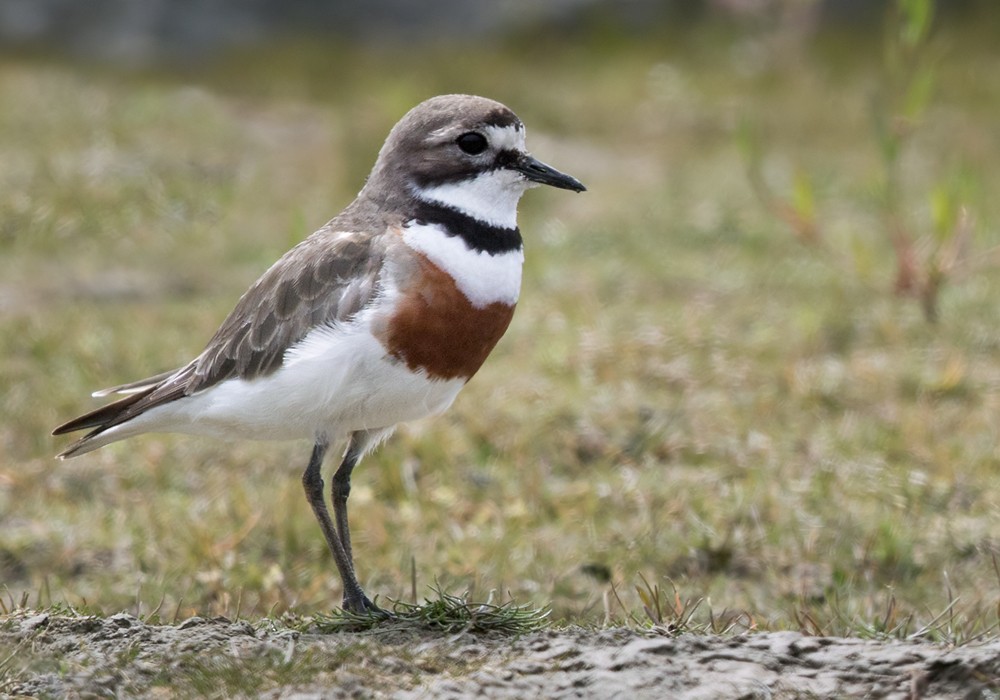 Double-banded Plover - Lars Petersson | My World of Bird Photography
