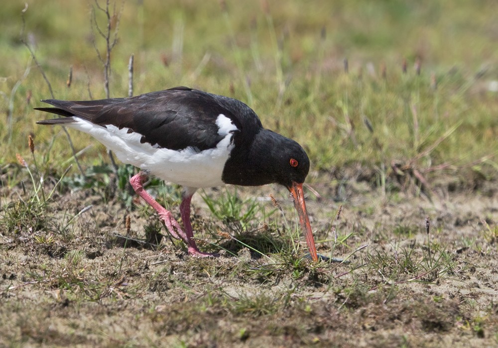 South Island Oystercatcher - Lars Petersson | My World of Bird Photography