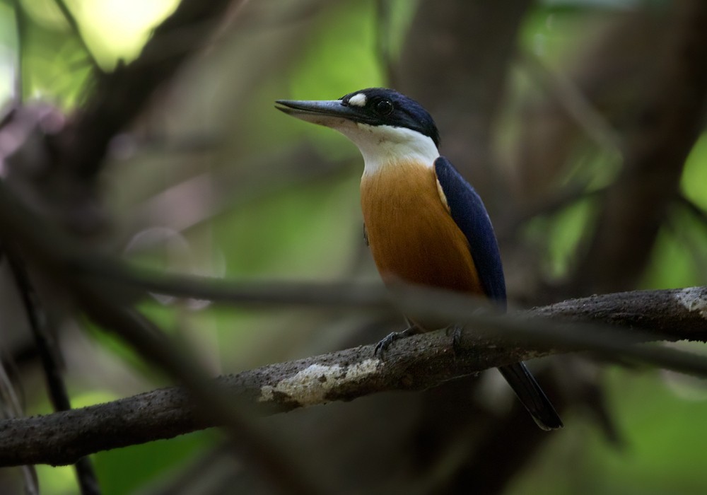 Vanuatu Kingfisher - Lars Petersson