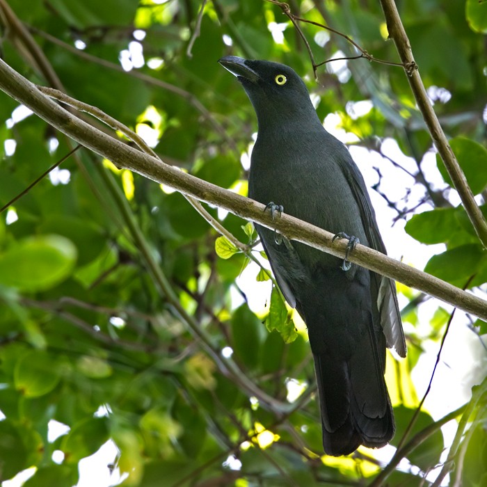 South Melanesian Cuckooshrike - Lars Petersson | My World of Bird Photography