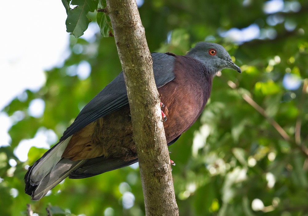 Baker's Imperial-Pigeon - Lars Petersson | My World of Bird Photography