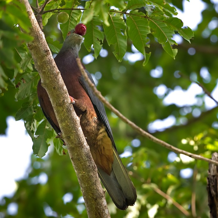 Baker's Imperial-Pigeon - Lars Petersson | My World of Bird Photography