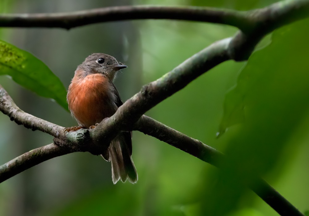 Pacific Robin (Vanuatu) - Lars Petersson | My World of Bird Photography