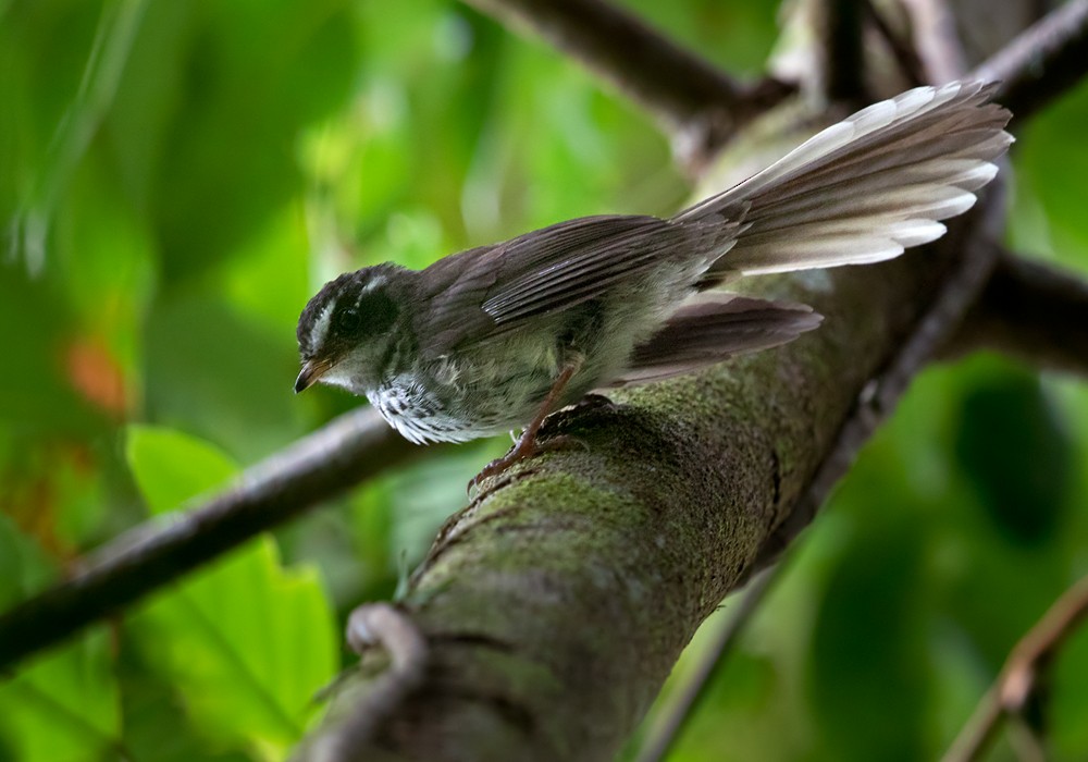 Vanuatu Streaked Fantail - Lars Petersson | My World of Bird Photography