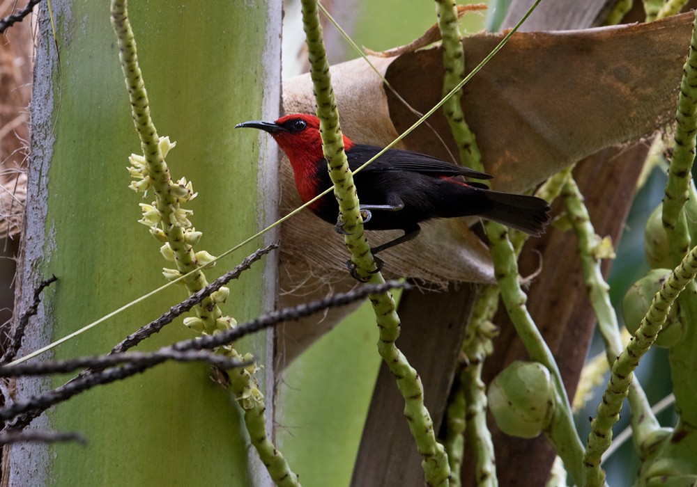 kardinalhonningeter (cardinalis gr.) - ML206008191
