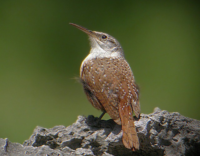 Dorsal view (subspecies <em class="SciName notranslate">albifrons</em>). - Canyon Wren - 