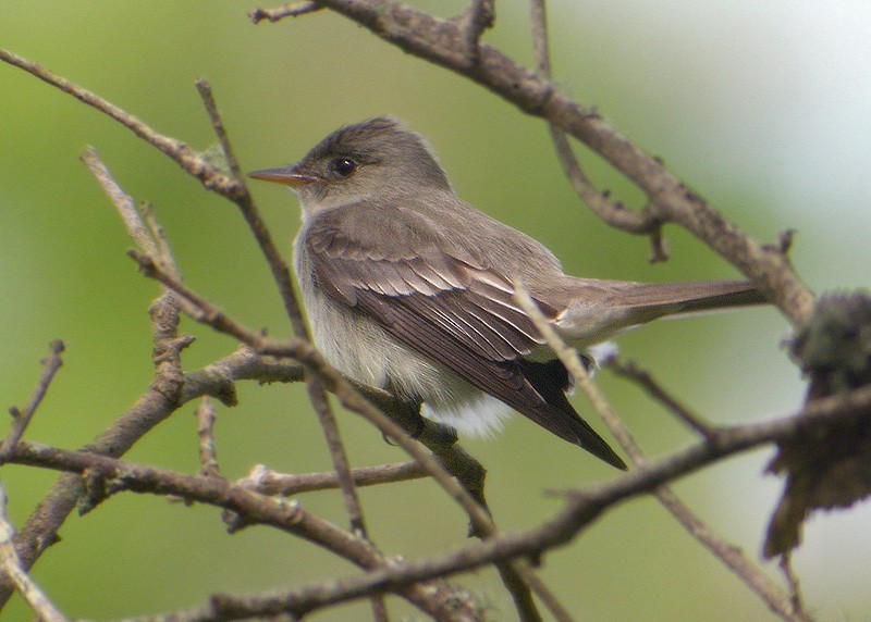 Eastern Wood-Pewee - Lars Petersson | My World of Bird Photography