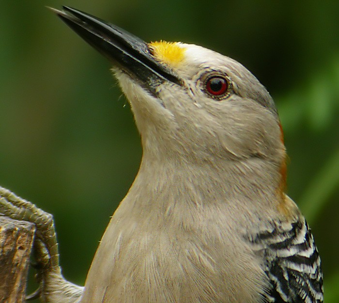 Golden-fronted Woodpecker - ML206008471