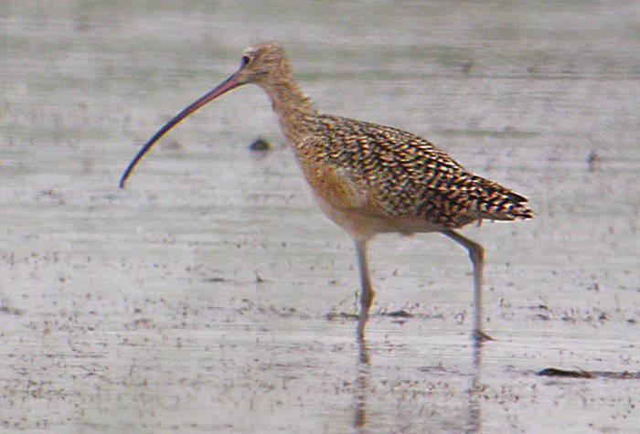 Long-billed Curlew - Lars Petersson | My World of Bird Photography