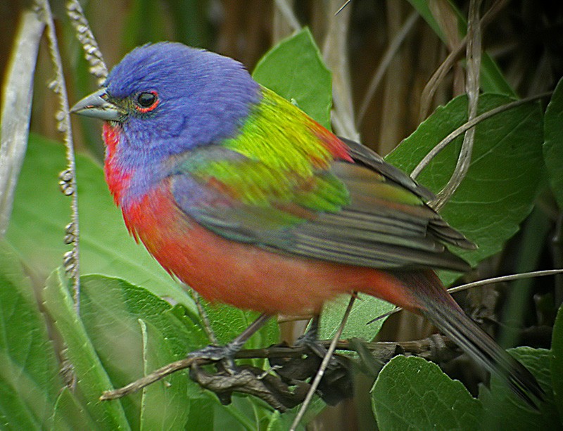 Painted Bunting - Lars Petersson | My World of Bird Photography