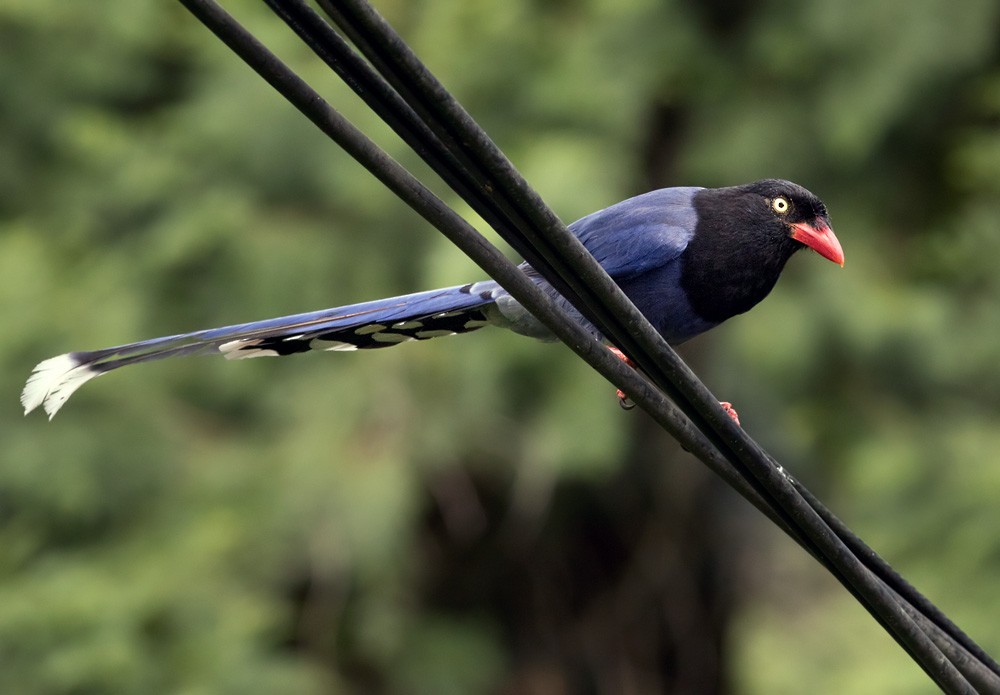 Taiwan Blue-Magpie - Lars Petersson | My World of Bird Photography