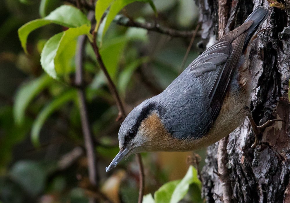 Eurasian Nuthatch (Chinese) - Lars Petersson | My World of Bird Photography